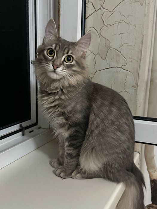 Кошеня Скай шукає новий дім