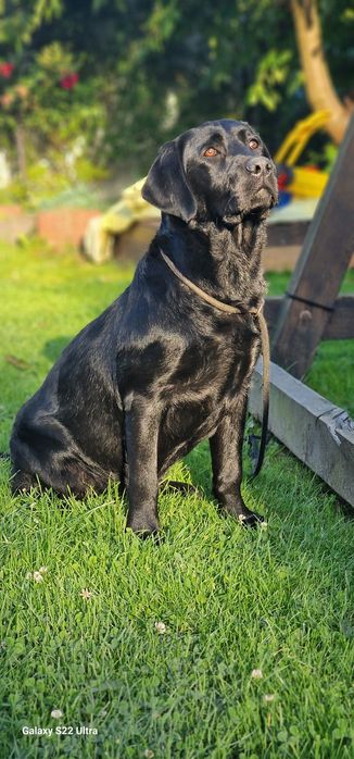 Labrador retriever- suczka