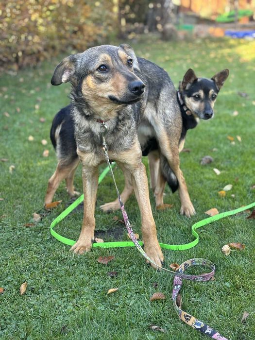 Ponad połowę życia w przytulisku podaruj mu dom