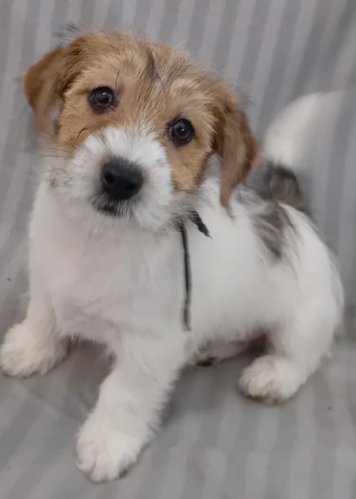 Nietuzinkowy piesek Jack Russell Terrier szorstkowłosy FCI ZKwP