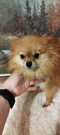 Pomeranian szpic miniaturowy Likwidacja hodowli