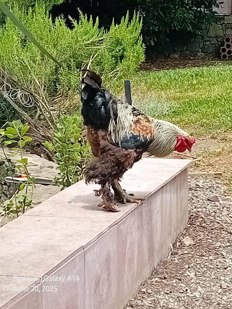 Brahmas  para mudar de capoeiro  de todas  as idades