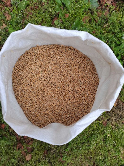 Pszenica Paszowa 10 Kg wysyłamy natychmiast Inpost