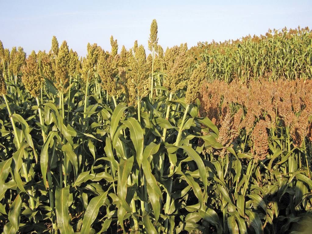 SORGO białe i czerwone - idealne na kiszonkę i na ziarno