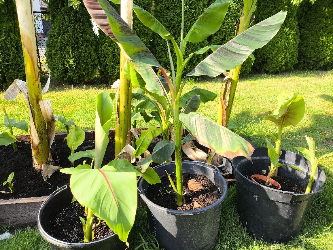 Bananowce, basjoo, maurelli, red tiger.