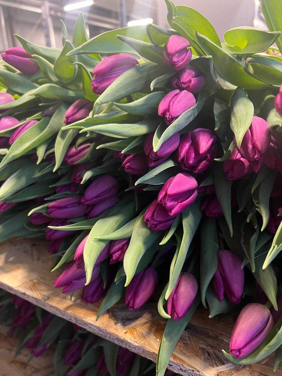 Тюльпани Квіти на 8 березня приймаємо предзамовлення