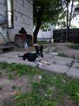 Віддам в добрі руки