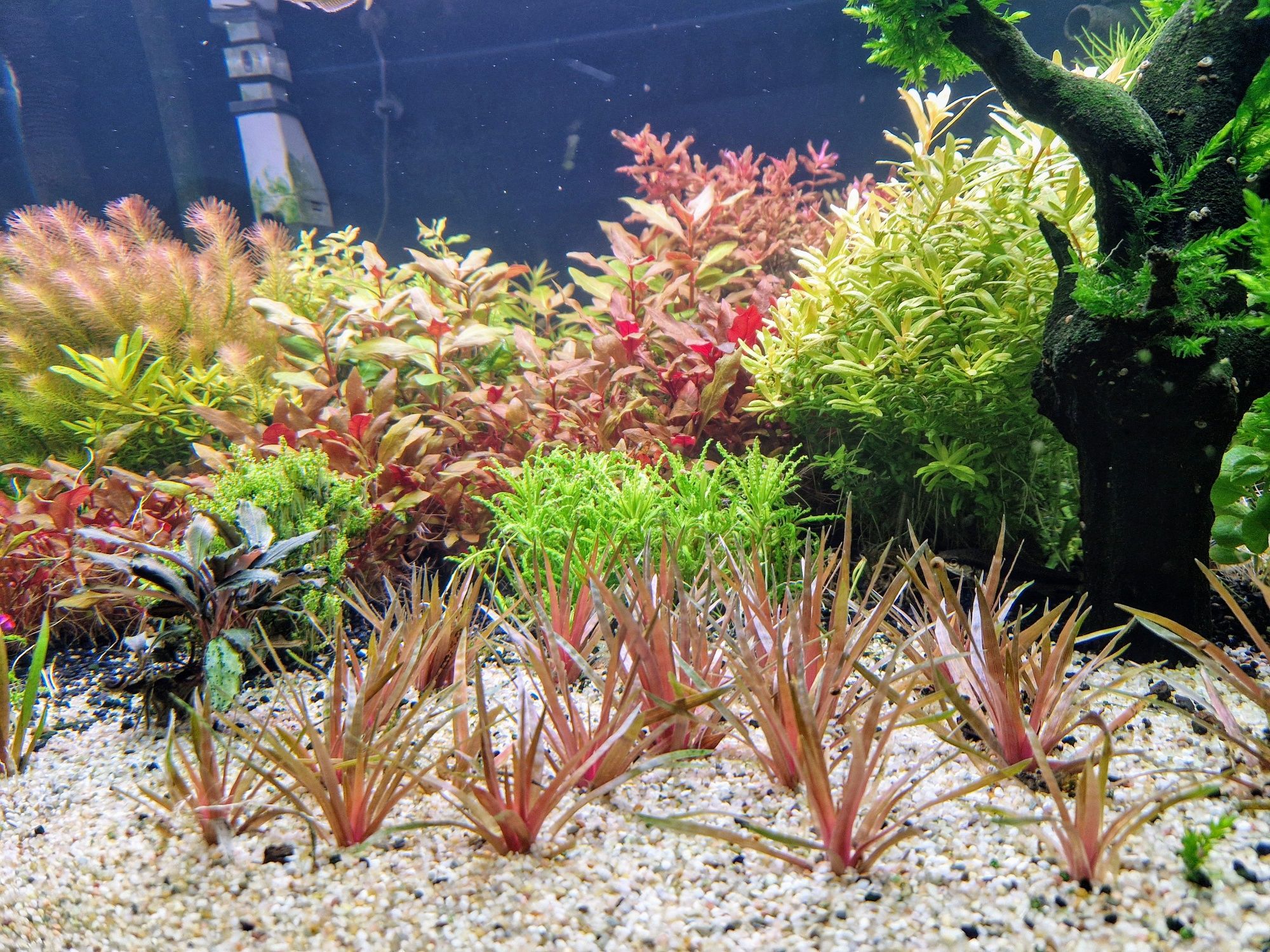 Eriocaulon Quinquangulare