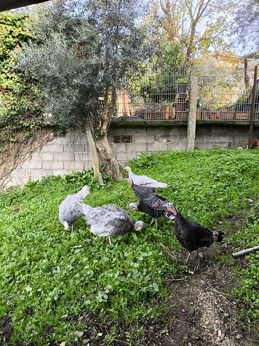 Perus criados no campo