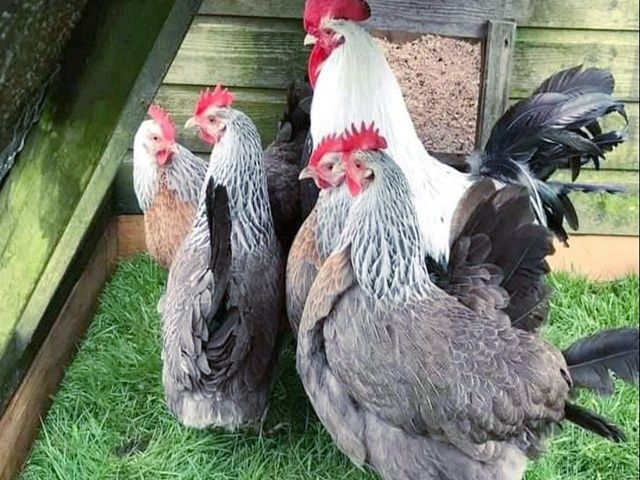 Яйце інкубаційне.Курчата, Доркінг золото, срібло.