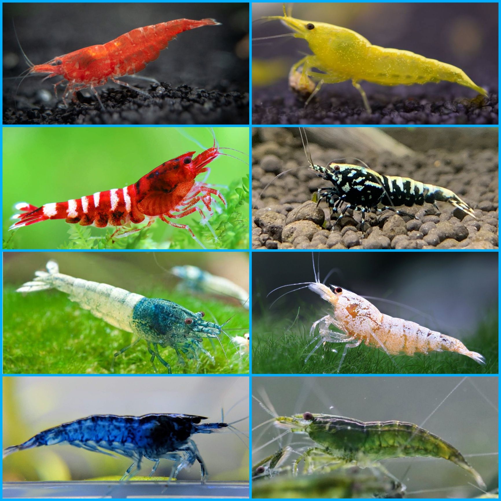 Aquasousa.com - Camarões Neocaridina, Lagostins e Caracóis