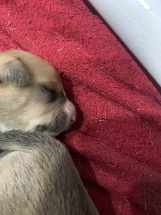 Американський пидбуль