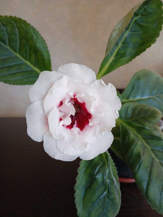 Глоксинія в горщику