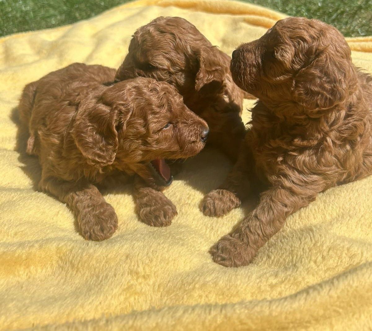Pudel miniaturowy Red piekny chłopiec FCI ZKWP