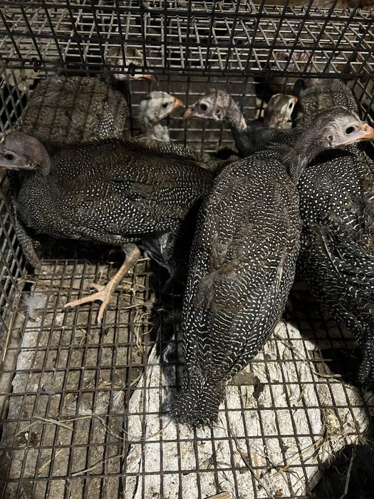 Цесарки підрощі ,