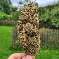 Marihuana Orange Bud 1g. Pełna moc THC CBD