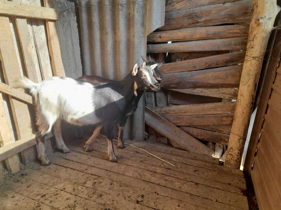 Камерунская коза,козочки