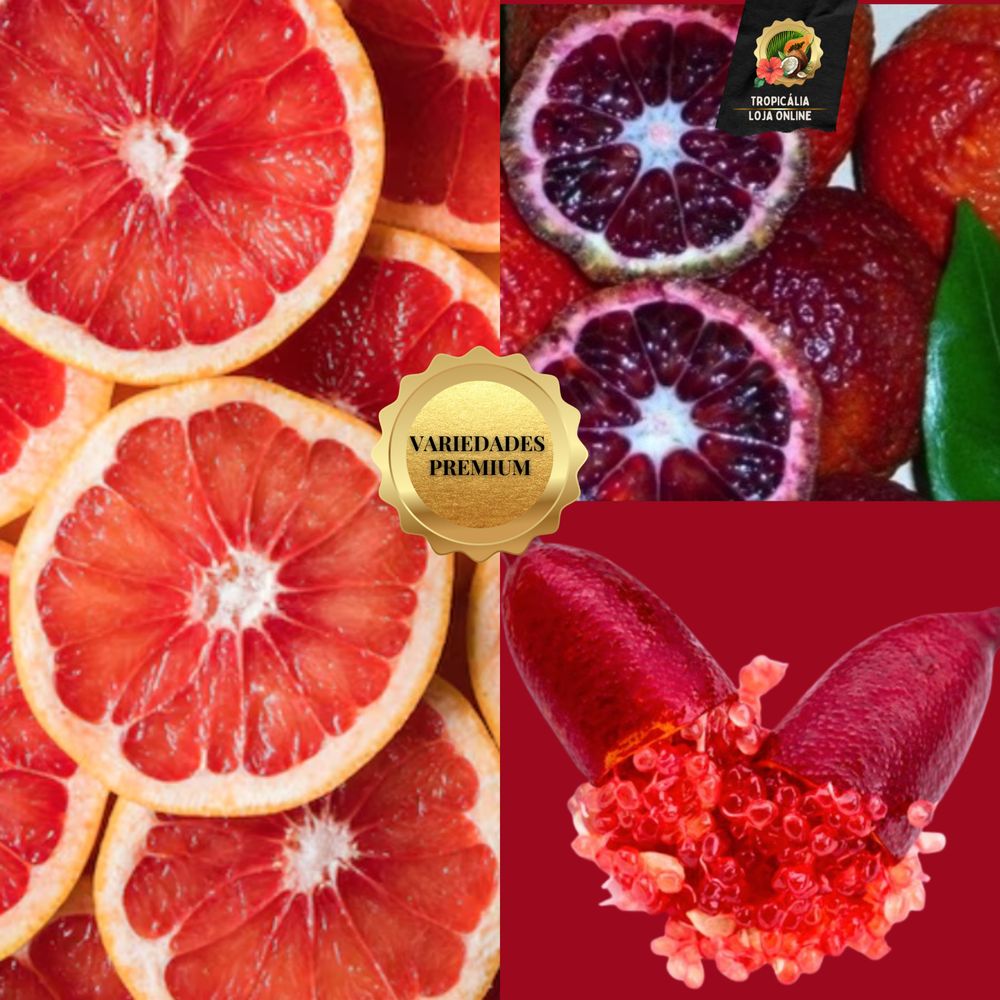 Pack 2 árvores fruto varanda bonsai - Portes grátis