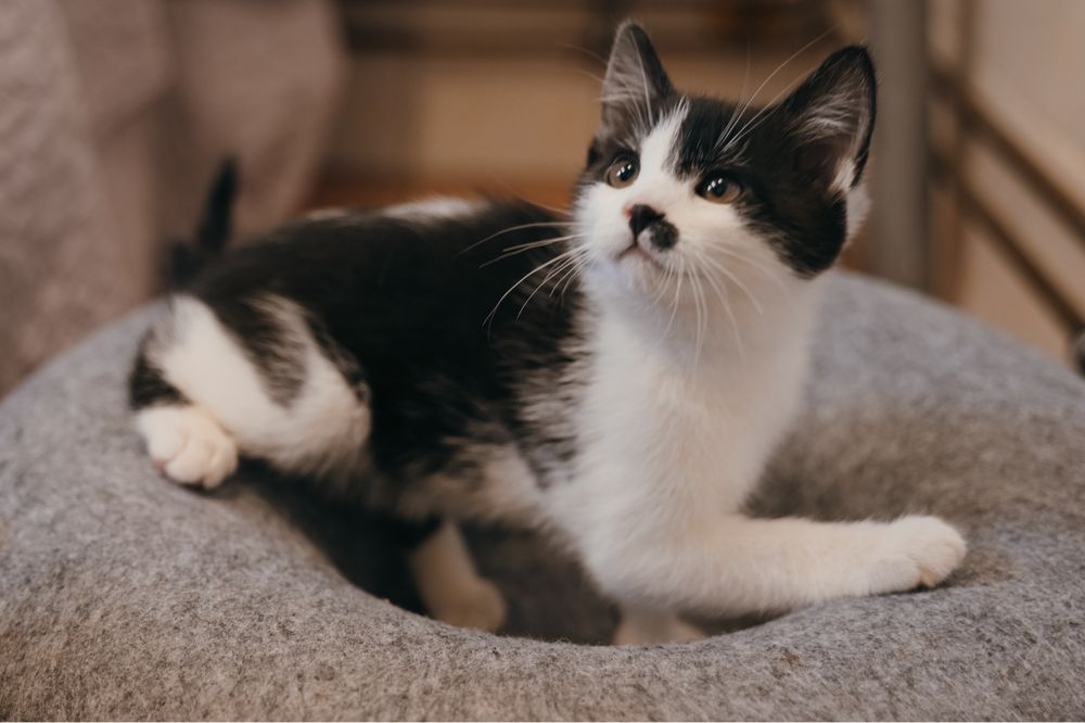 Towarzyska i urocza Charlotte do świadomej adopcji