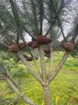Enxertos Pinheiro Manso