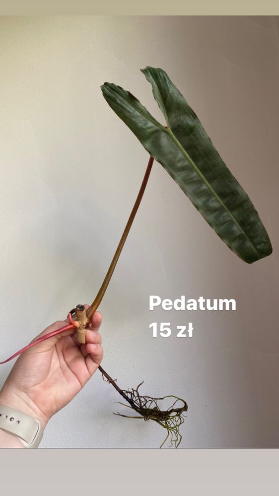 alternanthera party time, pedatum, mayoi