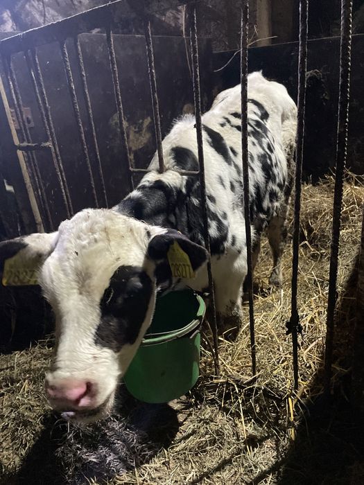 Sprzedam byczka do dalszej hodowli