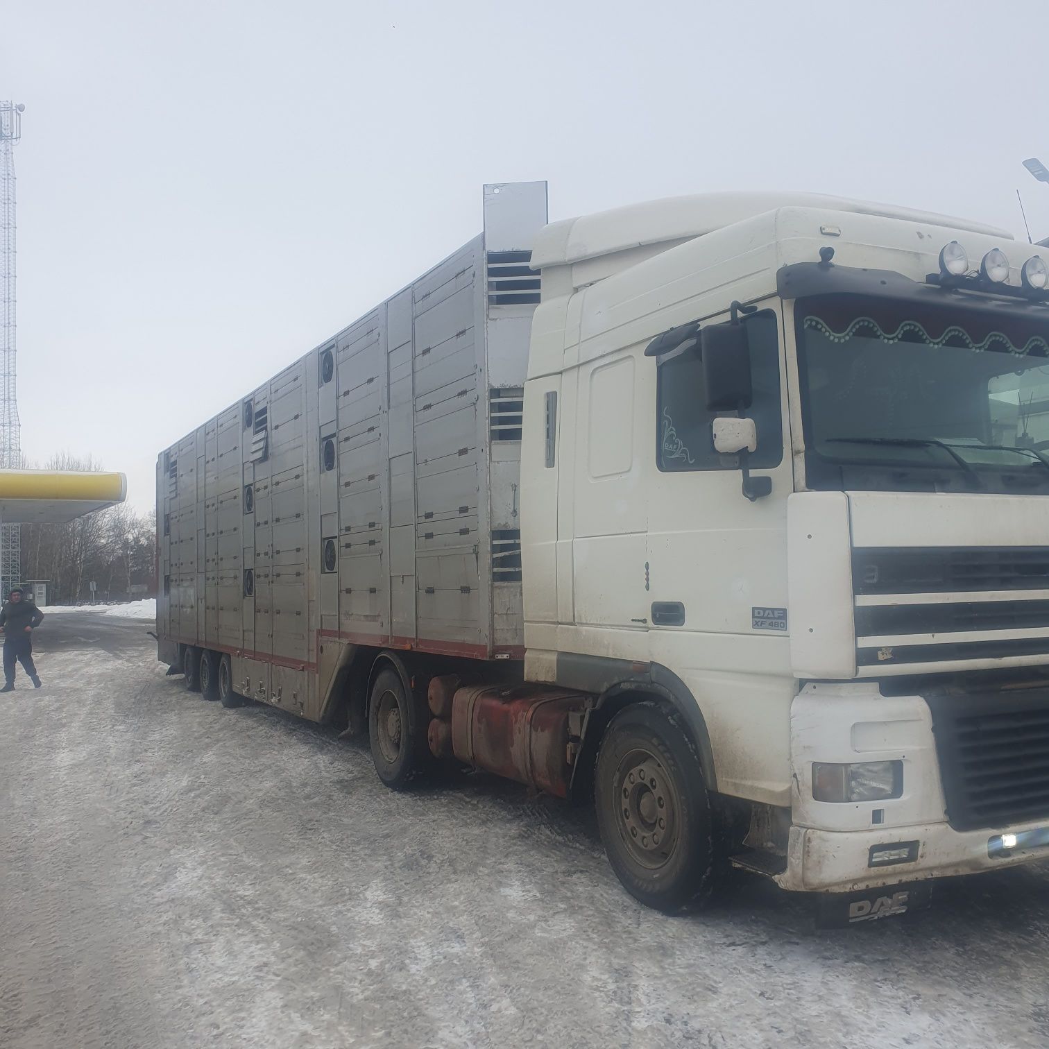 Послуги скотовоза для перевозки ВРХ , свиней