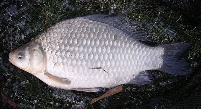 Karp narybek , kroczek