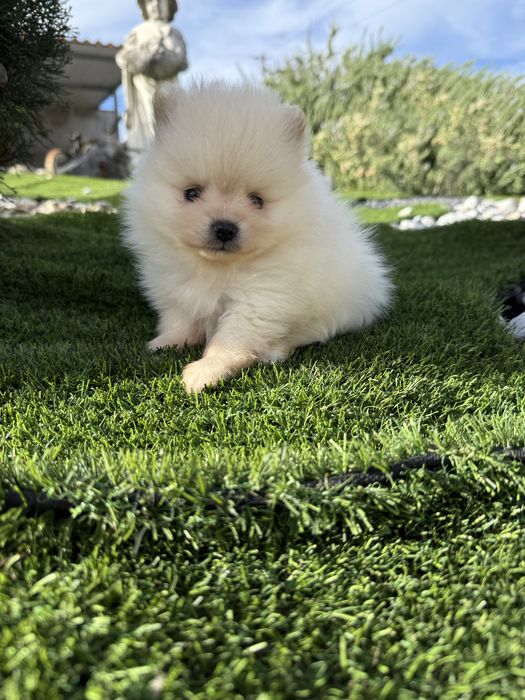 Spitz anão alemão m