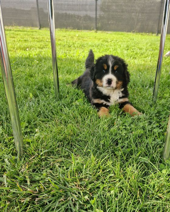 Bernanski Pies Pasterski