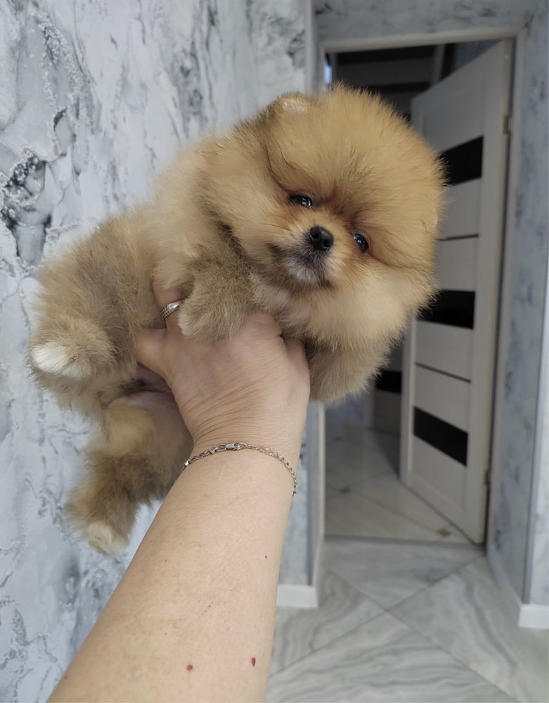 Pomeranian BIBI XS