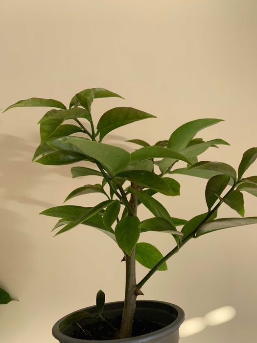 Muda de  ora-pro-nóbis em vaso - Pereskia aculeata