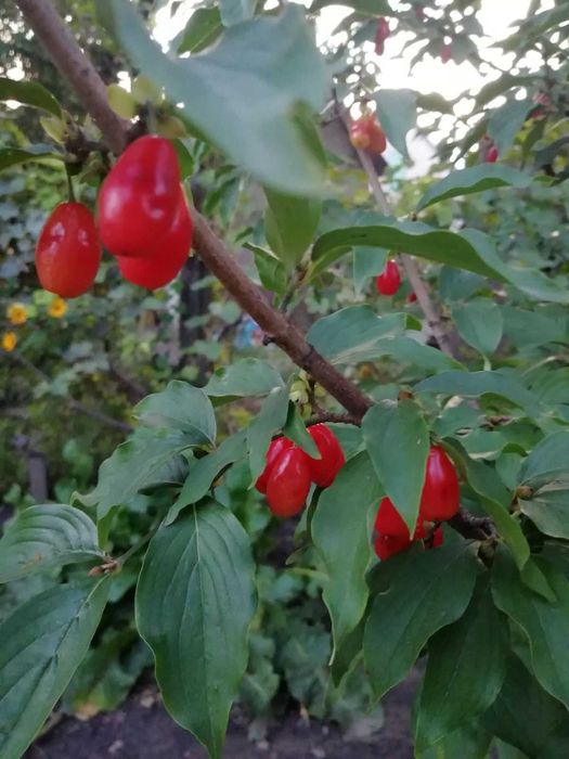 Саженцы кизила сортового