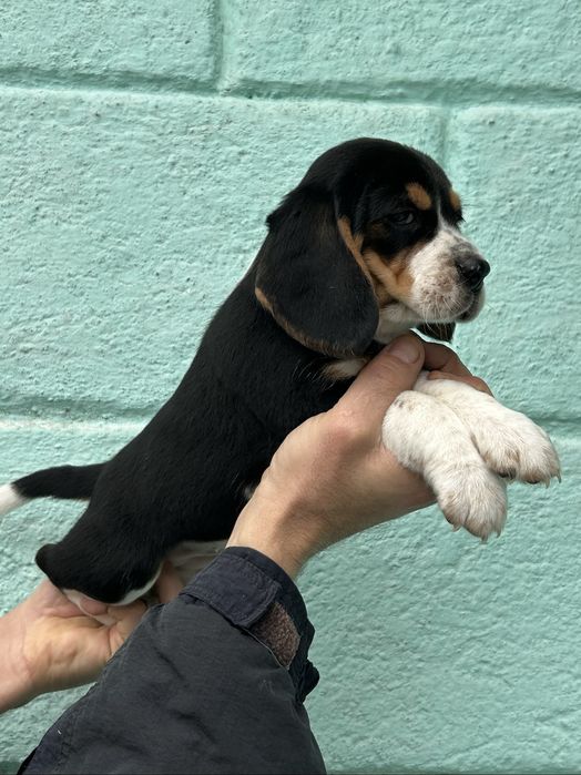 Гарнюні малюки породи Бігль