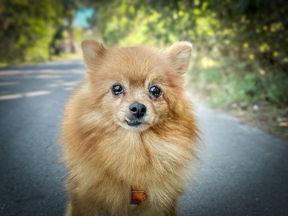 Szpicka Yuna do adopcji