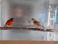 Cedência de cardinalitos