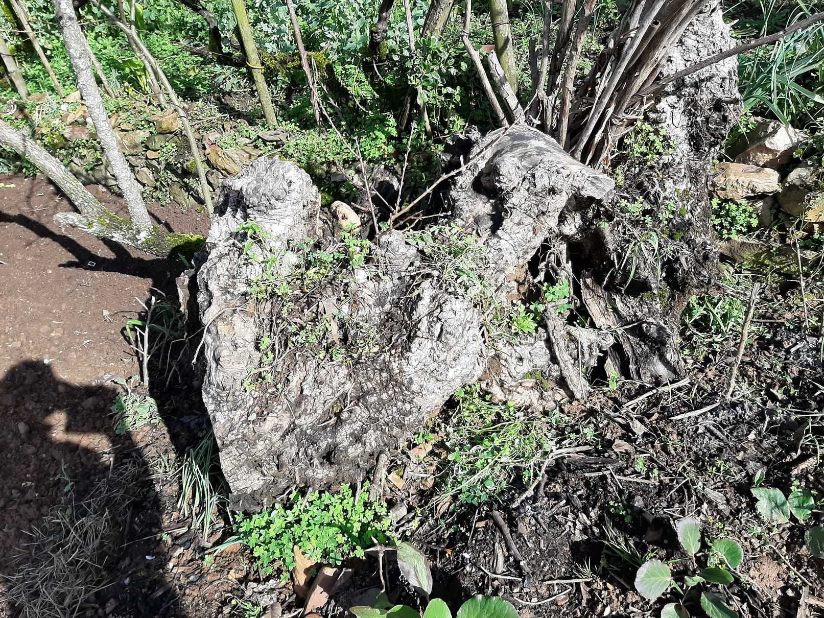Troncos de oliveiras centenárias para reaproveitamento artístico