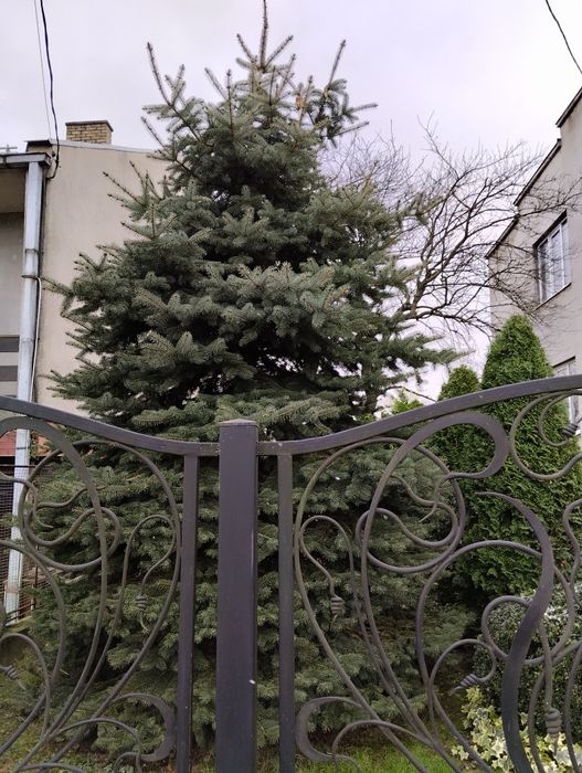 Продам ялинку живу Picea pungens