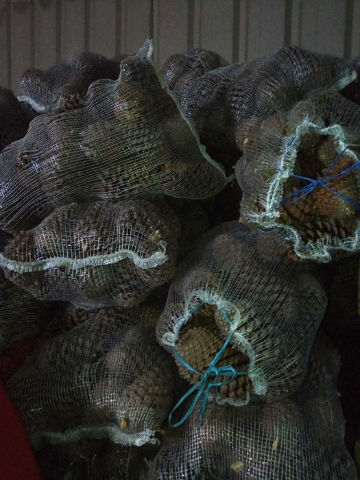 Venda de sacos de pinhas