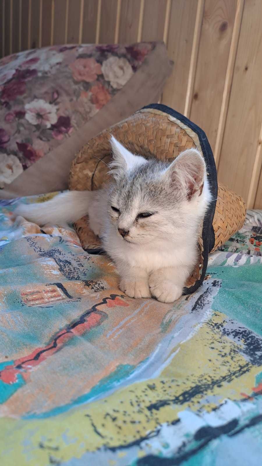 Продамо Кошенят!