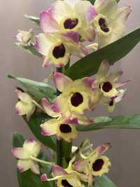 Дендробіум нобіле орхідея ароматна камбрия цимбідіум