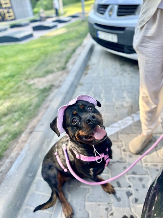 Перевезення тварин по Україні і Європі котів собак перевозка животных