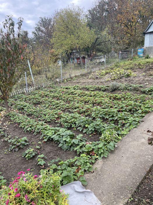 Продам дачу на березі Дністра (за с.Устя)