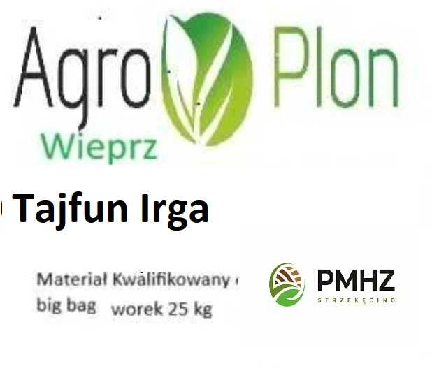 Melody Tajfun Irga Sadzeniaki