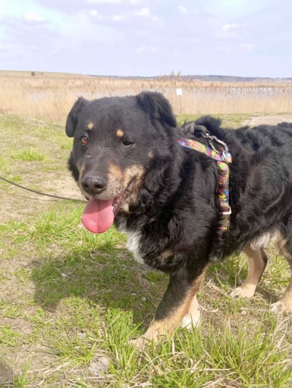 BARY - pies do adopcji, szuka domu w całej Polsce!