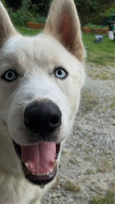 Sprzedam Husky syberian cena