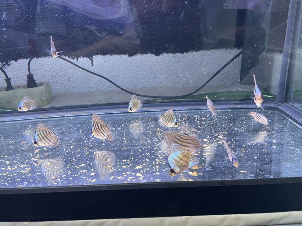 Discus azul cobalt ~4cm