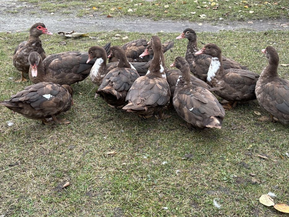 Мускусні качки(шипуни)