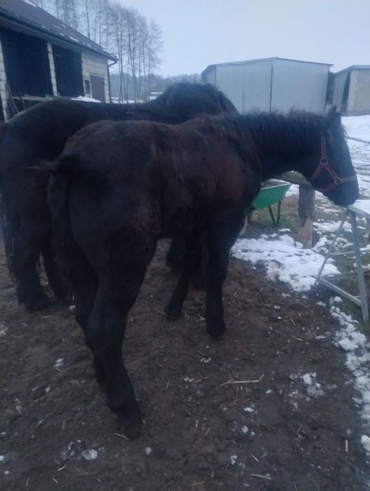 Sprzedam ogierka zimnokrwistego