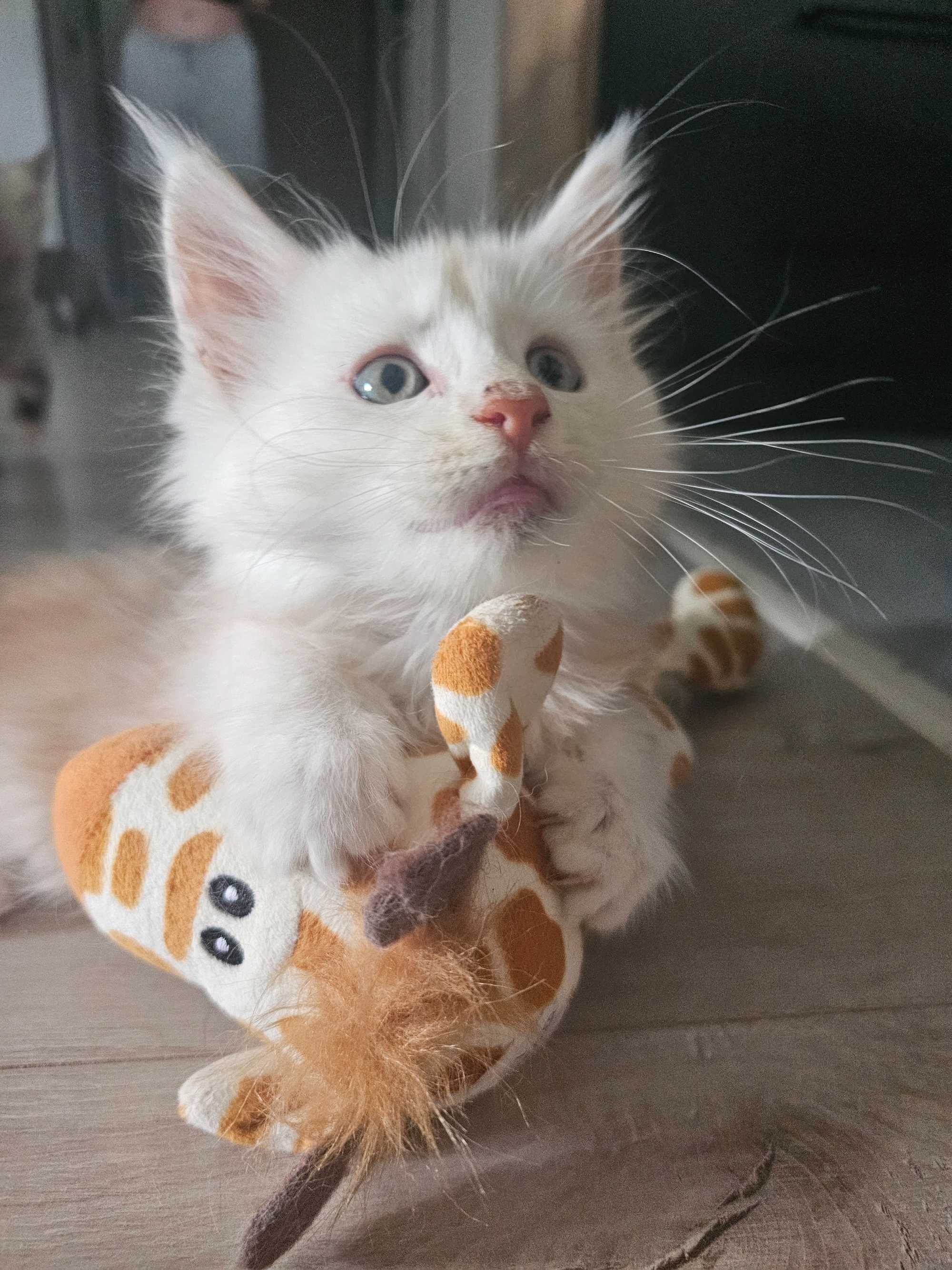 Maine coon rudy srebrzysty